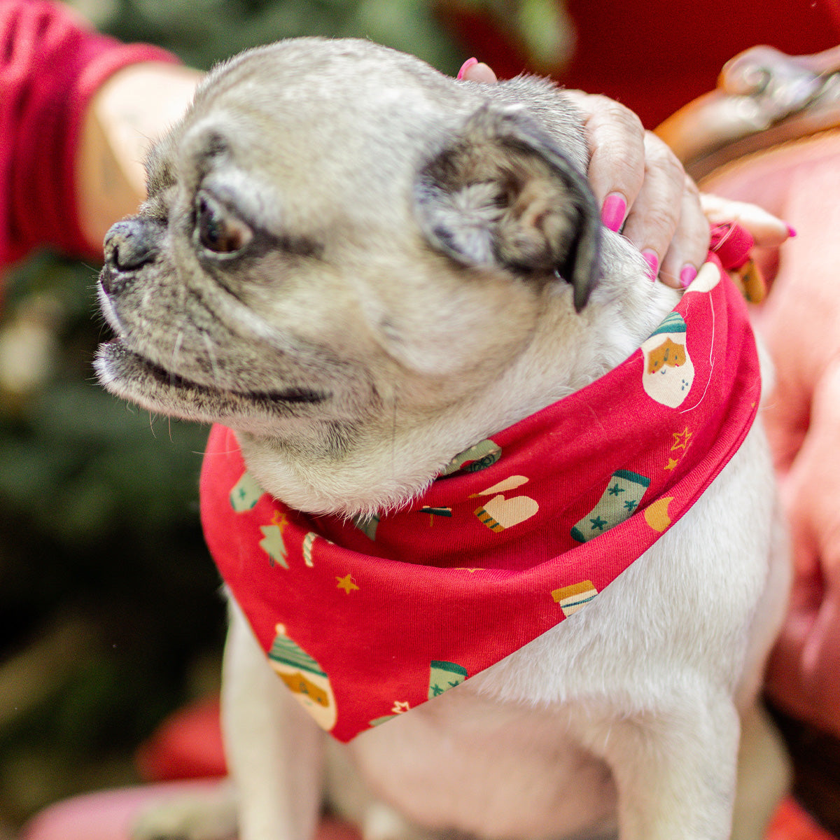 Petit chien portant un foulard rouge à motifs festifs de Noël, accessoire assorti à la collection des Fêtes Souris Mini